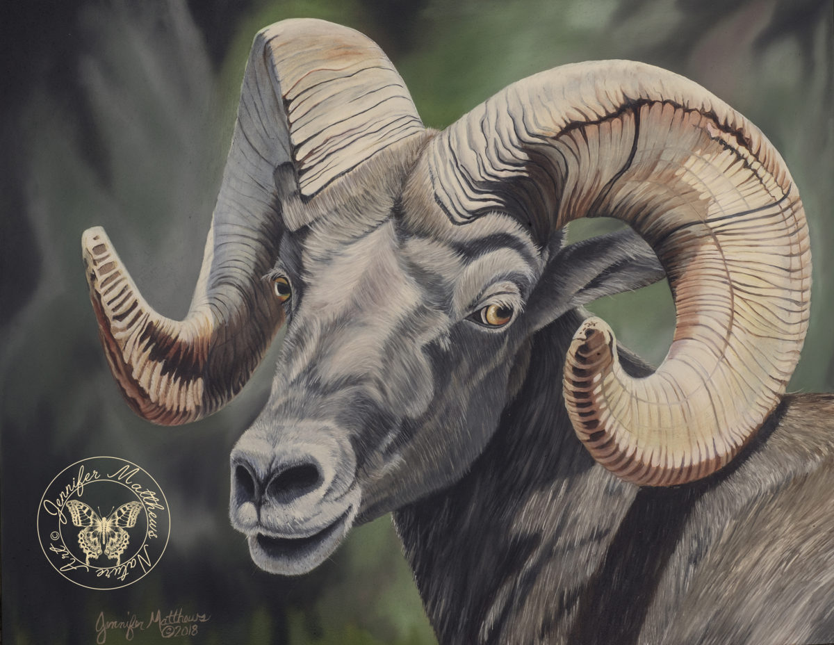 Original art, Oil Painting,acrylic painting, north dakota, wildlife, midlife art, wildlife painting, nature, nature art, nature painting, capture north dakota, north dakota legendary, north dakota be legendary, explore north dakota, ND, Bighorn sheep, bighorn, ram